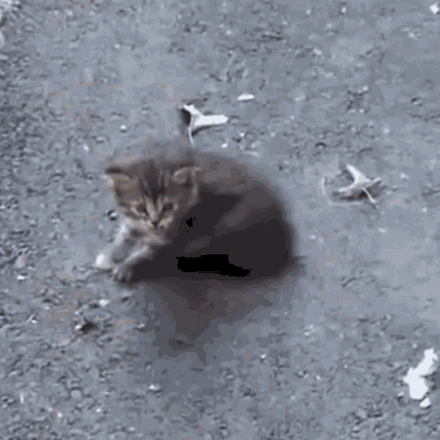 Cat Cat Hissing GIF