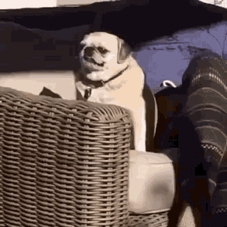 a pug dog is sitting on a wicker chair next to a person 's feet .