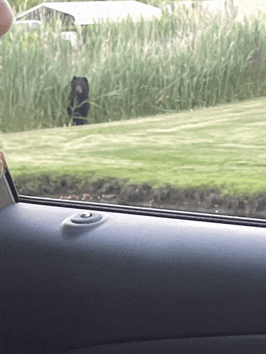 a person is looking out a car window at a bear