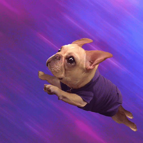 Dogs Space GIF - Dogs Space Spacedog GIFs