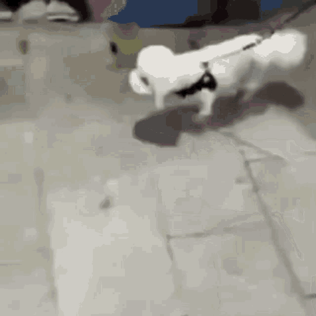 Balenciagaval Dog GIF - Balenciagaval Dog Walking GIFs