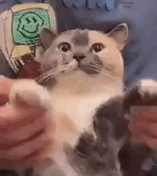 a cat is being held by a person and looking at the camera while being petted .