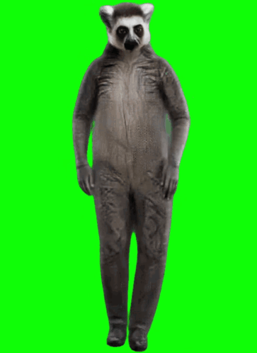 Lemur Vash GIF - Lemur Vash GIFs