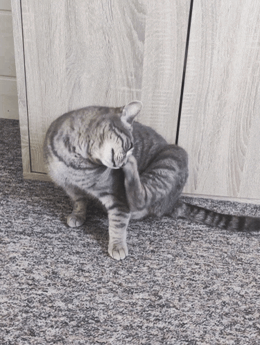 a cat is scratching itself on the floor in front of a cabinet