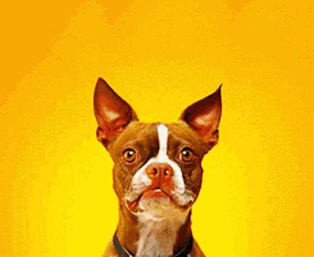 a brown and white dog with a green collar is looking at the camera on a yellow background