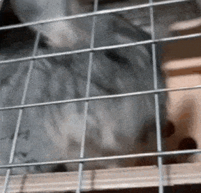 a chinchilla is sitting in a wire cage .