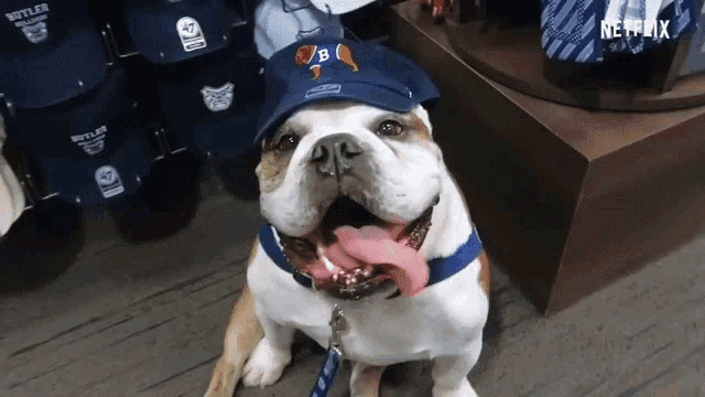 a bulldog wearing a blue hat that says butler on it
