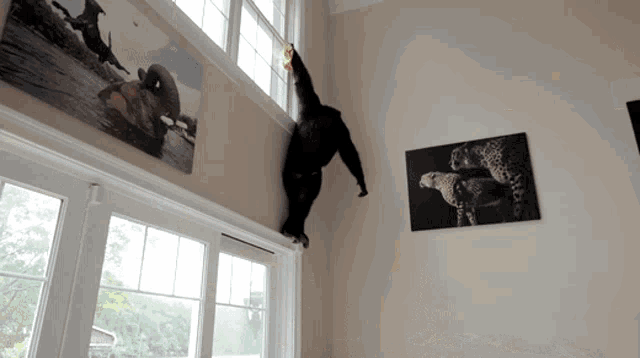 Monkey Couch GIF - Monkey Couch GIFs
