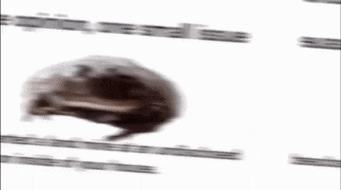 a blurred image of a frog flying through the air on a white background .