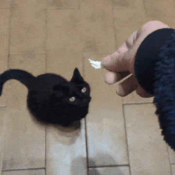 a person is feeding a black cat a piece of white food