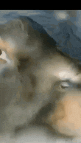 a close up of a cat 's face with a blue background