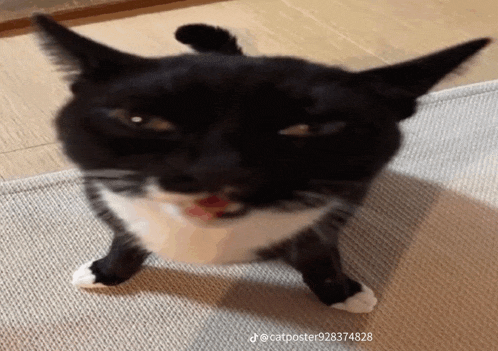 a black and white cat standing on its hind legs with its mouth open