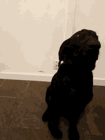 a black dog is sitting on a tiled floor in a room .