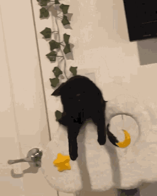 Baloongis Jinx GIF - Baloongis Jinx Jinx Cat GIFs