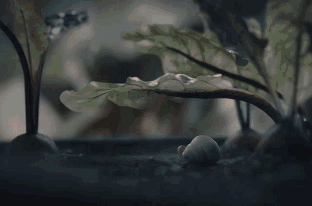 Marcel The Shell With Shoes On Jenny Slate GIF - Marcel The Shell With Shoes On Marcel The Shell Marcel GIFs