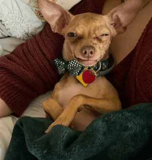 a small brown dog wearing a bow tie and a tag with a red heart on it