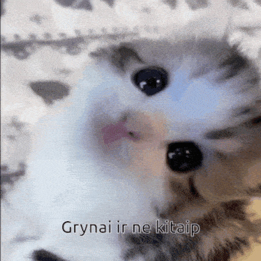 Cat Kate GIF - Cat Kate Cat Agree GIFs