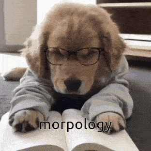 a puppy wearing glasses and a sweater is reading a book called morphology