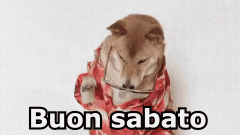 a dog wrapped in a piece of meat with the words buon sabato written on it .