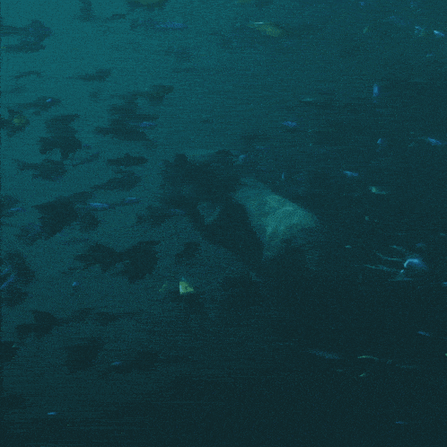a large group of fish are swimming together in the water