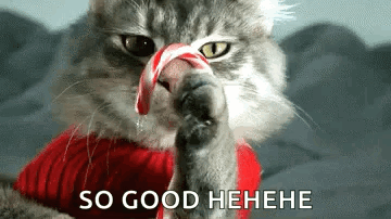 Candy Cane Cat GIF - Candy Cane Cat Candy GIFs