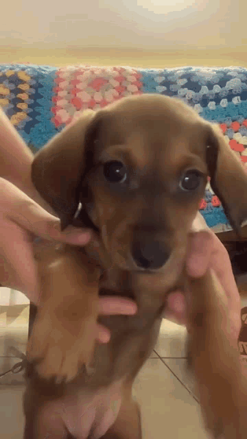 a person is holding a small brown dog in their arms