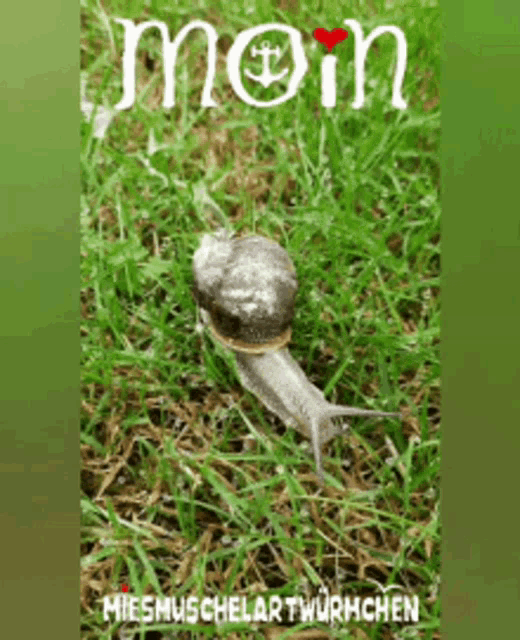 a snail is crawling in the grass with the word moin written on it