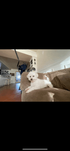 a small white dog is laying on a couch in a living room