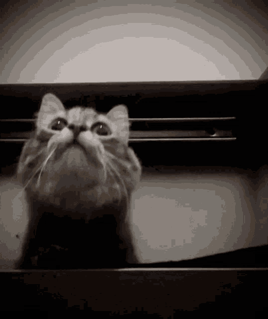 a close up of a cat 's face looking up at the camera