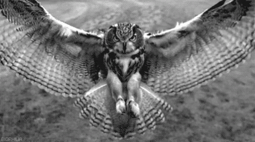 Owls Flying GIF