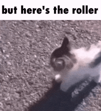 Cat But Heres The GIF - Cat But Heres The Roller GIFs