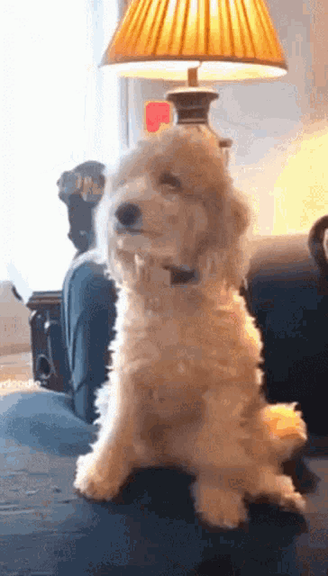 a small white dog is sitting on a couch next to a lamp