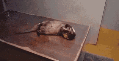 a otter is laying on its back on a wooden floor .