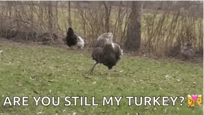 a turkey is running through a grassy field with the words `` are you still my turkey ? ''
