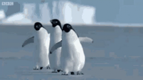Waddle Penguin GIF