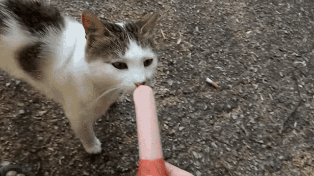 a cat is licking a pink ice cream cone