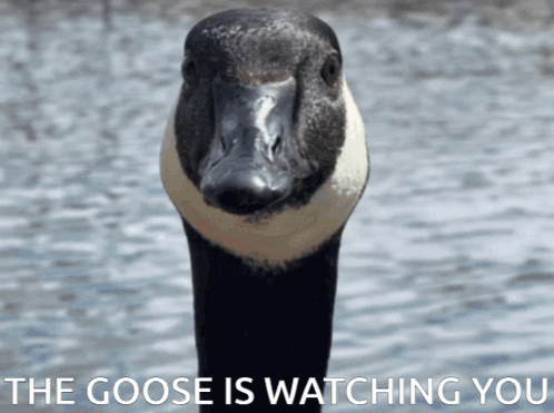 Goose Watching You GIF - Goose Watching You GIFs