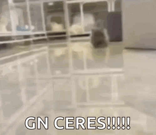 a blurry picture of a cat walking in a room with the words `` gn ceres ! ''
