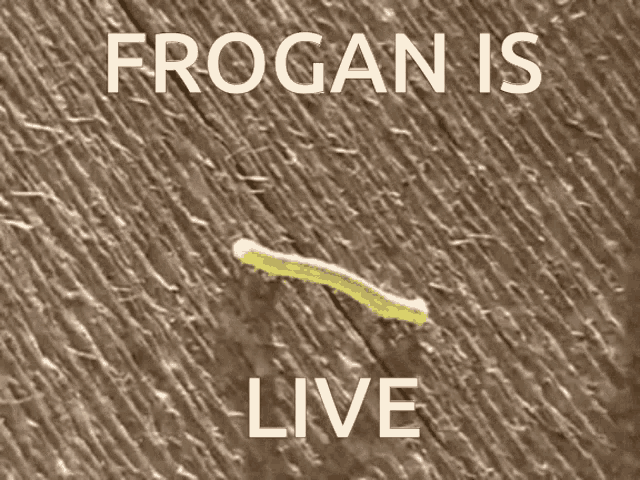 Frogan Frogan Is Live GIF - Frogan Frogan Is Live Fr0gan GIFs