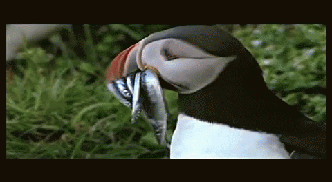 I Love Puffins GIF - Puffins Cute Eating GIFs