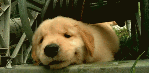 Goldenretriever Puppy GIF - Goldenretriever Puppy Sleeping GIFs