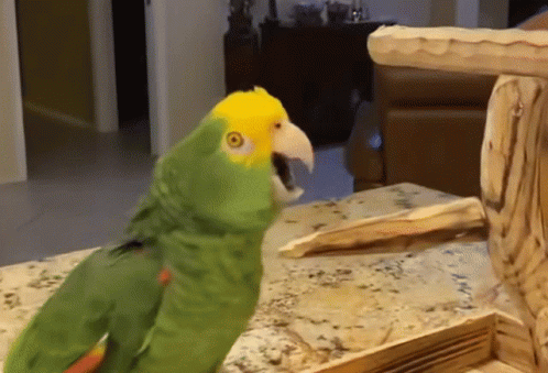 Parrot Sing GIF - Parrot Sing Scream GIFs