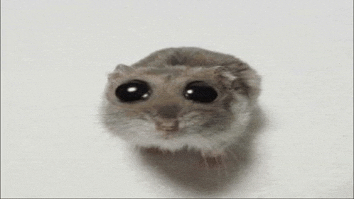 a small hamster with big eyes is looking at the camera on a white surface .