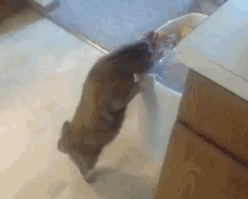 Cat Dumpster Dive GIF - Cat Dumpster Dive Curious GIFs