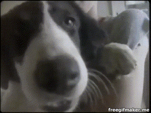 a close up of a dog 's face with the words freegifmaker.me below