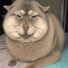 a cat with a very fat face is sitting on a bed and smiling .