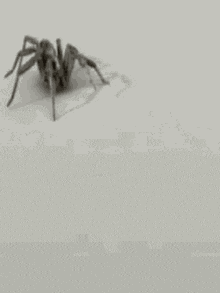 a close up of a spider on a white surface .