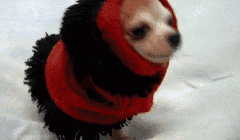 a small dog wearing a red and black costume is walking on a bed .