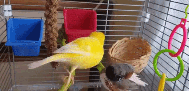 Can Canaries And Finches Live Together GIF - Can Canaries And Finches Live Together GIFs