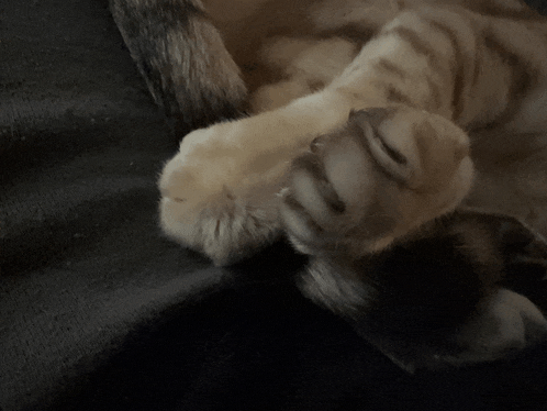 a close up of a cat 's paw laying on a black blanket